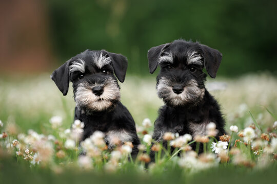 two cute miniature schnauzer puppies sitting outdoors on grass together