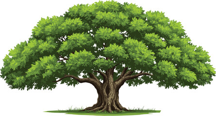 Beautiful large green tree with wide canopy, realistic foliage, thick trunk, nature landscape element, isolated on white background, cad drawing flat vector illustration © Masum Creatives