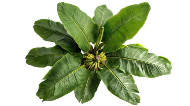PNG of A vibrant top view of a banana plant with lush green leaves and a cluster of ripe bananas at the center.