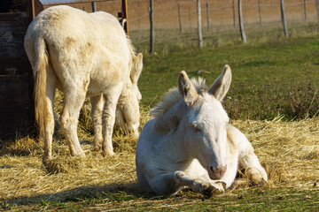 A rare Austrian-Hungarian white Baroque donkey with cremello coat and blue eyes rests on straw in a rural setting