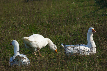Three white geese, two sitting and one grazing, are captured in a grassy outdoor field with dried plants, bathed in soft natural afternoon light.