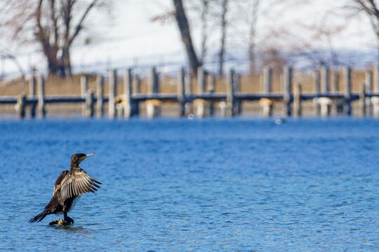 A cormorant stands on a rock with wings spread wide, drying itself in a wintry lakeside setting with snow, trees, and a wooden pier in the background. - Powered by Adobe