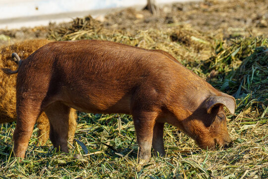A domestic duroc pig with brown-red skin stands on grassy ground mixed with hay in a natural outdoor farm setting, captured in daylight