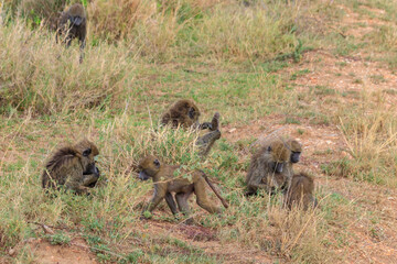 Group of Olive Baboons (Papio anubis) sitting together on a ground in savanna in Serengeti national park, Tanzania