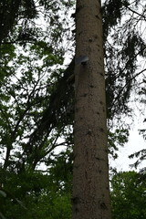 Fototapeta premium Solar Überwachungskamera in der Natur