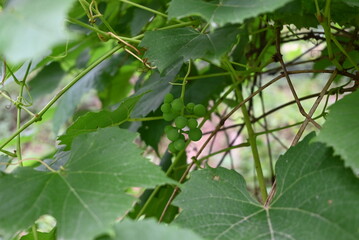 Unreife grüne Weintrauben an einem Rebstock mit großen grünen Blättern, Nahaufnahme im Sommer