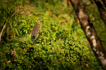 Purple Heron - Ardea purpurea wading bird in Ardeidae, breeds in Africa, Europe and Asia, hunts fish, rodents, frogs and insects, grey and red heron on the green bush in Indonesia