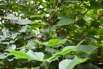 Unreife gr&uuml;ne Weintrauben an einem Rebstock mit gro&szlig;en gr&uuml;nen Bl&auml;ttern, Nahaufnahme im Sommer