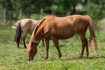 Fototapeta premium chevaux au pâturage sur fond flou