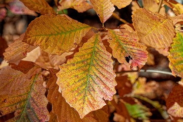Chestnut oak leaves in the fall