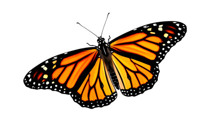 Obraz premium Monarch butterfly isolated on white background