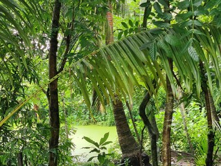 Beautiful trees and leaves in the forest, Green nature background. forest environment