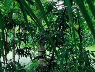 Beautiful trees and leaves in the forest, Green nature background. forest environment