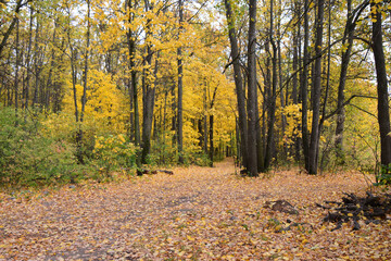 Autumn Path covered with yellow and orange leaves in Forest 