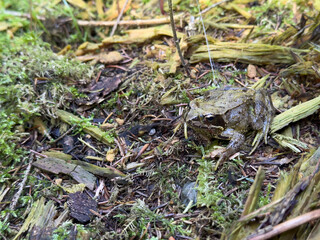 common toad on the ground in the forest
