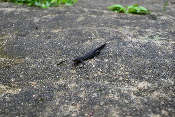 Salamander