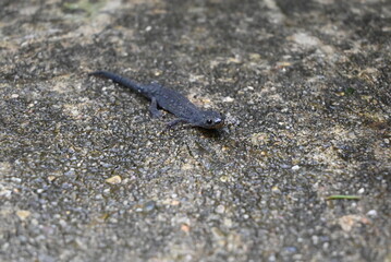 Salamander