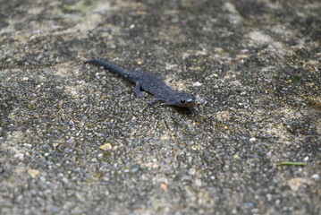Salamander