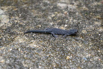 Salamander