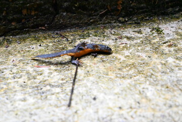 Salamander
