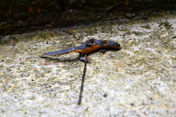 Salamander
