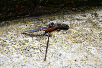 Salamander