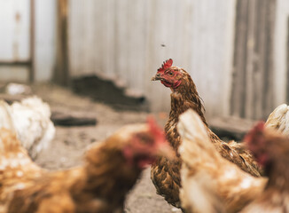 Chickens forage in a rural backyard during the afternoon sun with a rustic wooden fence in the background