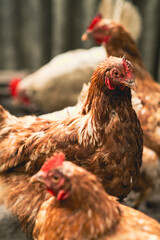 Chickens foraging in a farmyard during a sunny afternoon in rural countryside