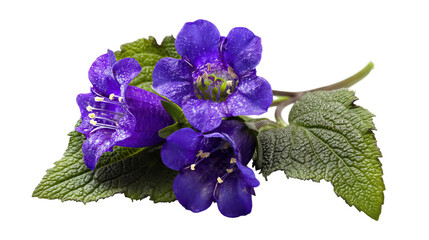 Naklejka premium PNG of A vibrant cluster of purple flowers with lush green leaves, embodying the essence of spring's beauty and freshness.
