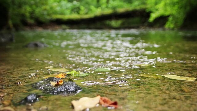Untouched forest creek floating calm and gentle through green forest wilderness with little rapids as environmental reserve and hiking idyll or travel destination in relaxing vacations tranquil nature