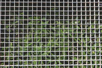 Metal Grid Over Vegetation &ndash; Urban and Industrial Contrast
