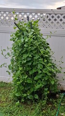 spinach plant in home garden