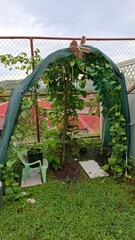 home garden, food, green, healthy food