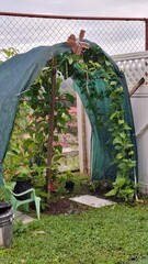 home garden, food, green, healthy food