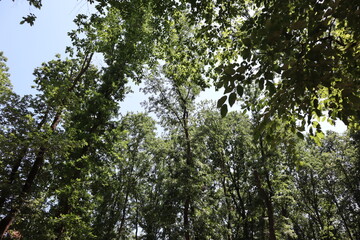 Green trees in the forest