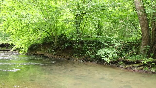 Untouched forest creek floating calm and gentle through green forest wilderness with little rapids as environmental reserve and hiking idyll or travel destination in relaxing vacations tranquil nature