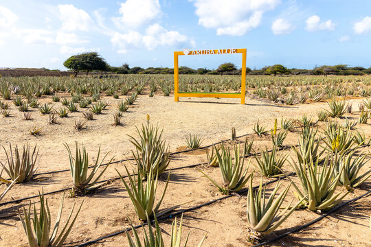 HATO, ARUBA - APRIL 6, 2025: A signboard in a field of aloe vera at the Royal Aruba Aloe Factory and Museum. 