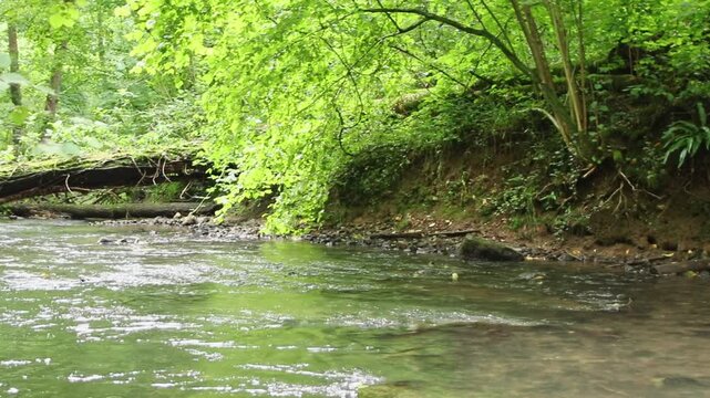 Untouched forest creek floating calm and gentle through green forest wilderness with little rapids as environmental reserve and hiking idyll or travel destination in relaxing vacations tranquil nature