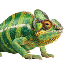 Obraz premium Close-up of a vibrant chameleon
