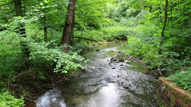 Untouched forest creek floating calm and gentle through green forest wilderness with little rapids as environmental reserve and hiking idyll or travel destination in relaxing vacations tranquil nature