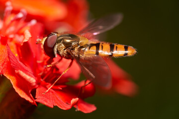  Macro Close-Up of Hoverfly Gathering Pollen from Red Blossom, Side View