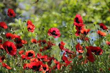 red poppy flowers