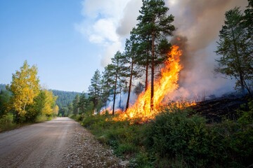 A forest fire is burning next to the road, smoke and flames are rising into the sky.The trees are in different stages of burning. The situation is tense and dangerous