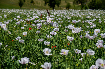 Flowering white poppy seed flowers (Papaver somniferum). Agricultural field of opium poppy or breadseed poppy.