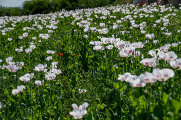 Flowering white poppy seed flowers (Papaver somniferum). Agricultural field of opium poppy or breadseed poppy.