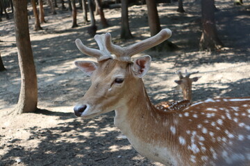 Spotted fallow deer portrait. Close up shot.