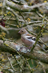 Chaffinch in tree
