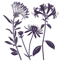 aster honeysuckle purple stokes vector