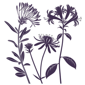 aster honeysuckle purple stokes vector