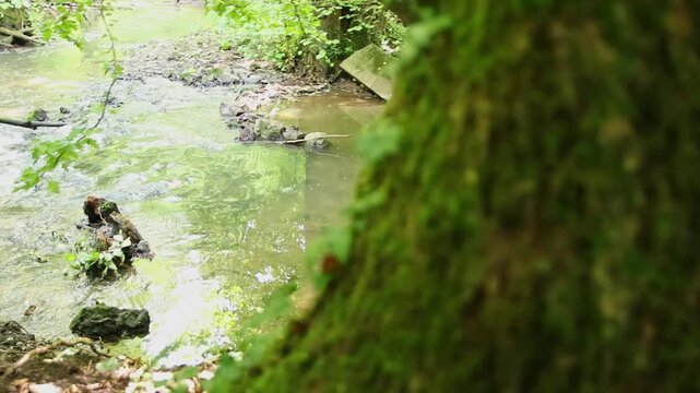Atmospheric creek reveal floating through idyllic wilderness and untouched forest shows natural environmental conservation and freshwater habitat. Calm flowing creek with rapids and clear water idyll.